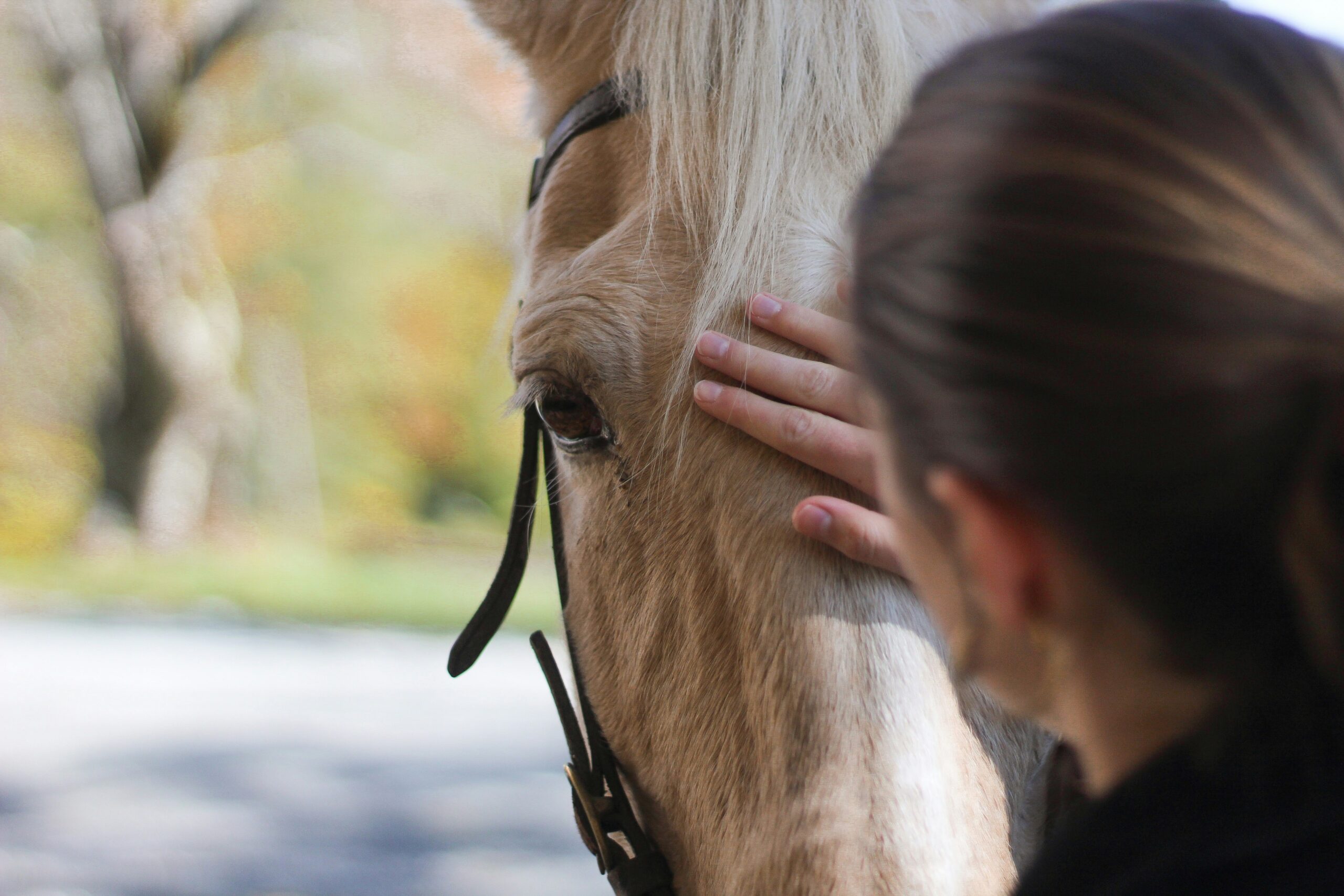 equine therapy in rehab