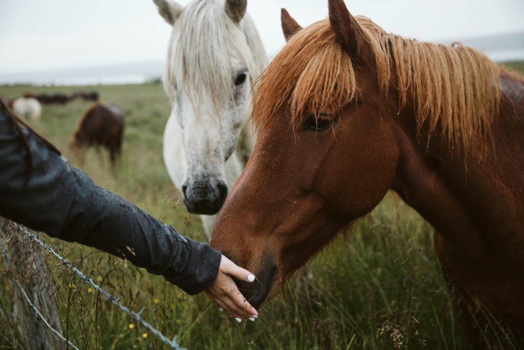 equine therapy in rehab